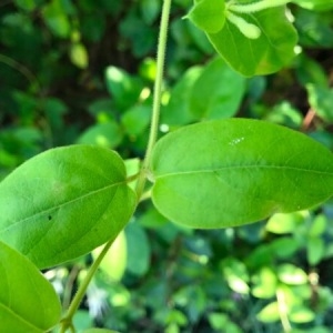 Photographie n°1928202 du taxon Lonicera japonica Thunb. [1784]