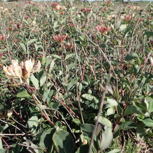 Photographie n°1928385 du taxon Lonicera periclymenum L. [1753]