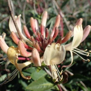 Photographie n°1928392 du taxon Lonicera periclymenum L. [1753]