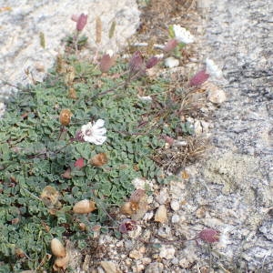 Photographie n°1928996 du taxon Silene uniflora Roth [1794]