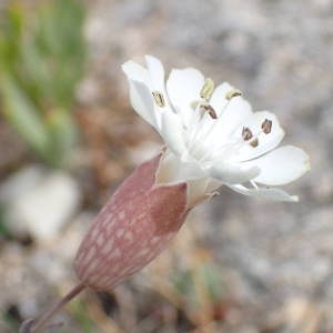 Photographie n°1929008 du taxon Silene uniflora Roth [1794]