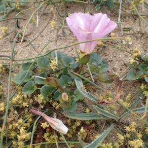 Photographie n°1929713 du taxon Convolvulus soldanella L. [1753]