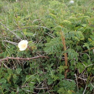 Photographie n°1929753 du taxon Rosa spinosissima L. [1753]