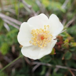 Photographie n°1929756 du taxon Rosa spinosissima L. [1753]