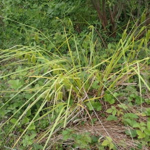 Photographie n°1929760 du taxon Carex pseudocyperus L. [1753]