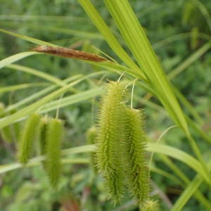 Photographie n°1929763 du taxon Carex pseudocyperus L. [1753]
