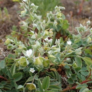 Photographie n°1929769 du taxon Omphalodes littoralis Lehm. [1818]