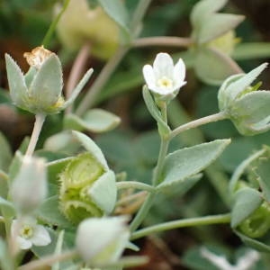 Photographie n°1929774 du taxon Omphalodes littoralis Lehm. [1818]