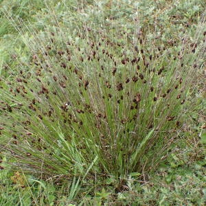 Photographie n°1929784 du taxon Schoenus nigricans L. [1753]