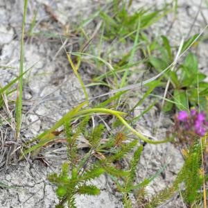 Photographie n°1930566 du taxon Anacamptis pyramidalis subsp. Pyramidalis