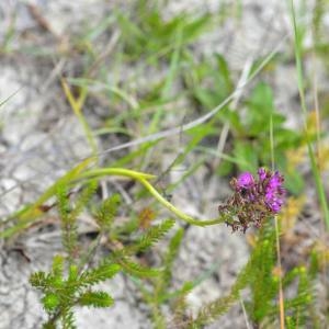 Photographie n°1930569 du taxon Anacamptis pyramidalis subsp. Pyramidalis