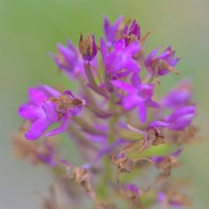 Photographie n°1930578 du taxon Anacamptis pyramidalis subsp. Pyramidalis