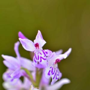 Photographie n°1930615 du taxon Dactylorhiza fuchsii (Druce) Soó [1962]