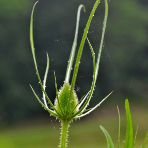 Photographie n°1930633 du taxon Dipsacus fullonum L. [1753]