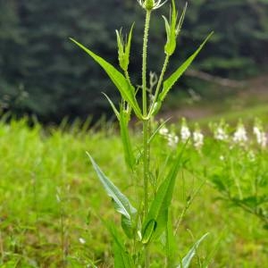 Photographie n°1930641 du taxon Dipsacus fullonum L. [1753]