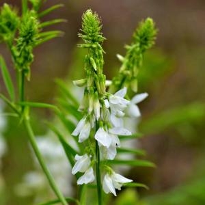 Photographie n°1930672 du taxon Galega officinalis L. [1753]