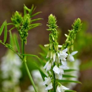 Photographie n°1930675 du taxon Galega officinalis L. [1753]