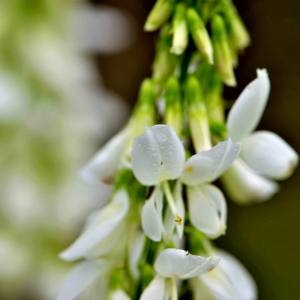 Photographie n°1930681 du taxon Galega officinalis L. [1753]