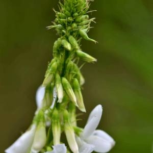 Photographie n°1930683 du taxon Galega officinalis L. [1753]