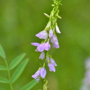 Photographie n°1930688 du taxon Galega officinalis L. [1753]