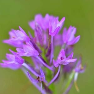 Photographie n°1930700 du taxon Anacamptis pyramidalis subsp. Pyramidalis