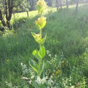 Photographie n°1930719 du taxon Gentiana lutea L. [1753]