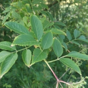 Photographie n°1931980 du taxon Sambucus nigra L. [1753]