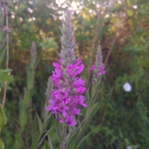 Photographie n°1932000 du taxon Lythrum salicaria L.