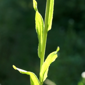 Photographie n°1932100 du taxon Campanula patula L. [1753]