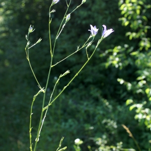 Photographie n°1932105 du taxon Campanula patula L. [1753]