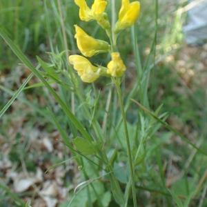 Photographie n°1932157 du taxon Lathyrus pratensis L. [1753]