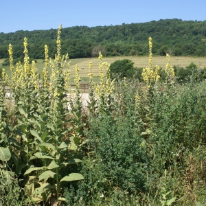 Photographie n°1932259 du taxon Verbascum lychnitis L. [1753]