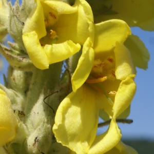 Photographie n°1932266 du taxon Verbascum lychnitis L. [1753]