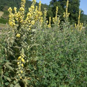 Photographie n°1932268 du taxon Verbascum lychnitis L. [1753]