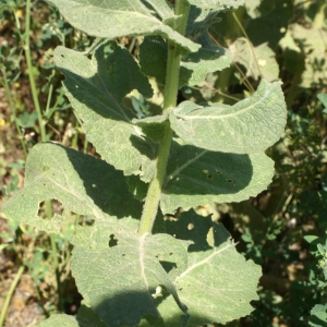 Photographie n°1932273 du taxon Verbascum lychnitis L. [1753]