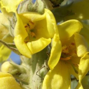 Photographie n°1932278 du taxon Verbascum lychnitis L. [1753]