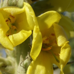 Photographie n°1932280 du taxon Verbascum lychnitis L. [1753]