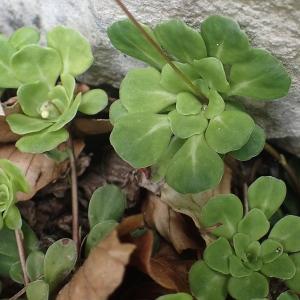 Photographie n°1932351 du taxon Saxifraga cuneifolia L. [1759]