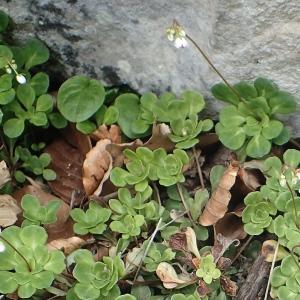 Photographie n°1932366 du taxon Saxifraga cuneifolia L. [1759]