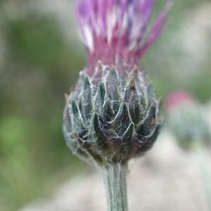 Photographie n°1933145 du taxon Cirsium tuberosum (L.) All. [1785]