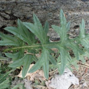 Photographie n°1933165 du taxon Cirsium tuberosum (L.) All. [1785]