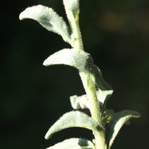 Photographie n°1934071 du taxon Veronica spicata L. [1753]