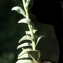  Liliane Roubaudi - Veronica spicata L. [1753]