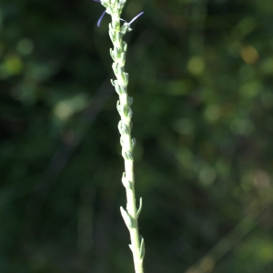 Photographie n°1934097 du taxon Veronica spicata L. [1753]