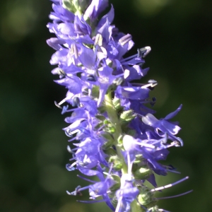 Photographie n°1934115 du taxon Veronica spicata L. [1753]