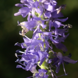 Photographie n°1934121 du taxon Veronica spicata L. [1753]