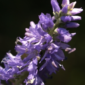 Photographie n°1934129 du taxon Veronica spicata L. [1753]