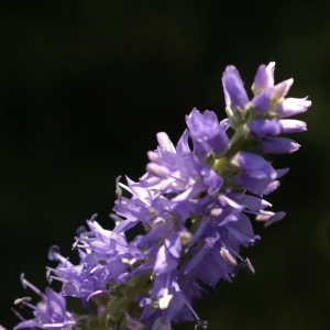 Photographie n°1934151 du taxon Veronica spicata L. [1753]