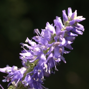 Photographie n°1934166 du taxon Veronica spicata L. [1753]