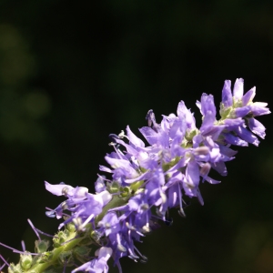 Photographie n°1934175 du taxon Veronica spicata L. [1753]